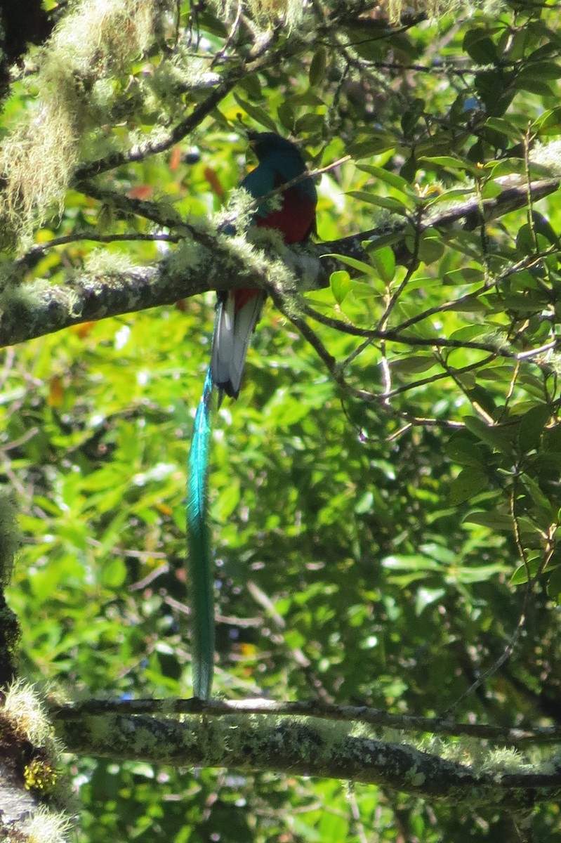 Muhteşem Ketzal (costaricensis) - ML389249731