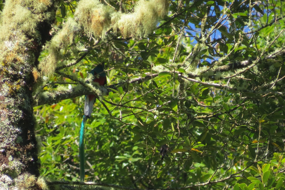 Quetzal resplendissant (costaricensis) - ML389249741