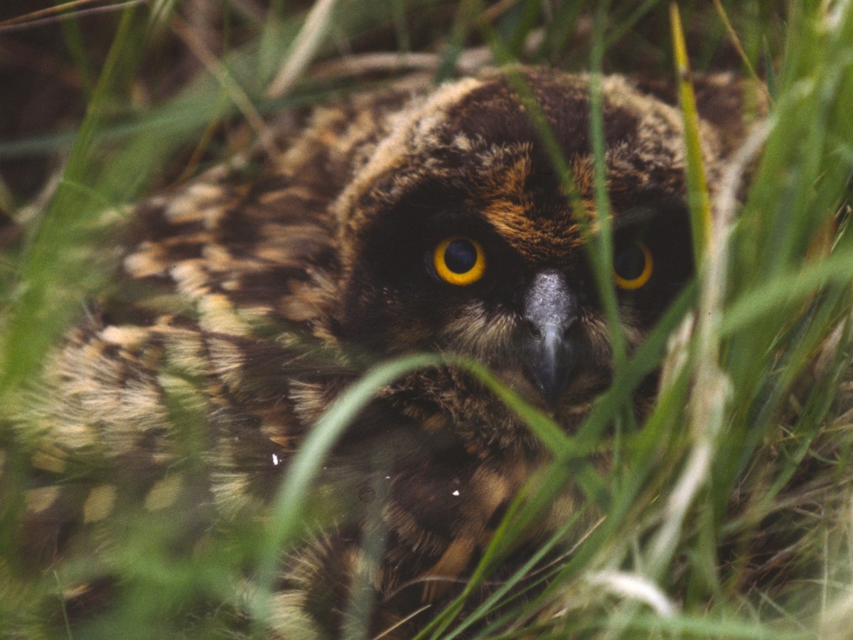 Short-eared Owl - ML389259541