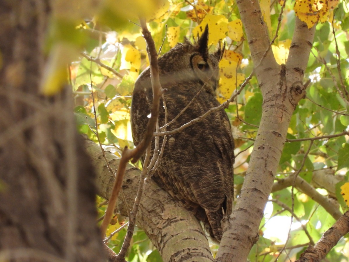 Great Horned Owl - ML389261101