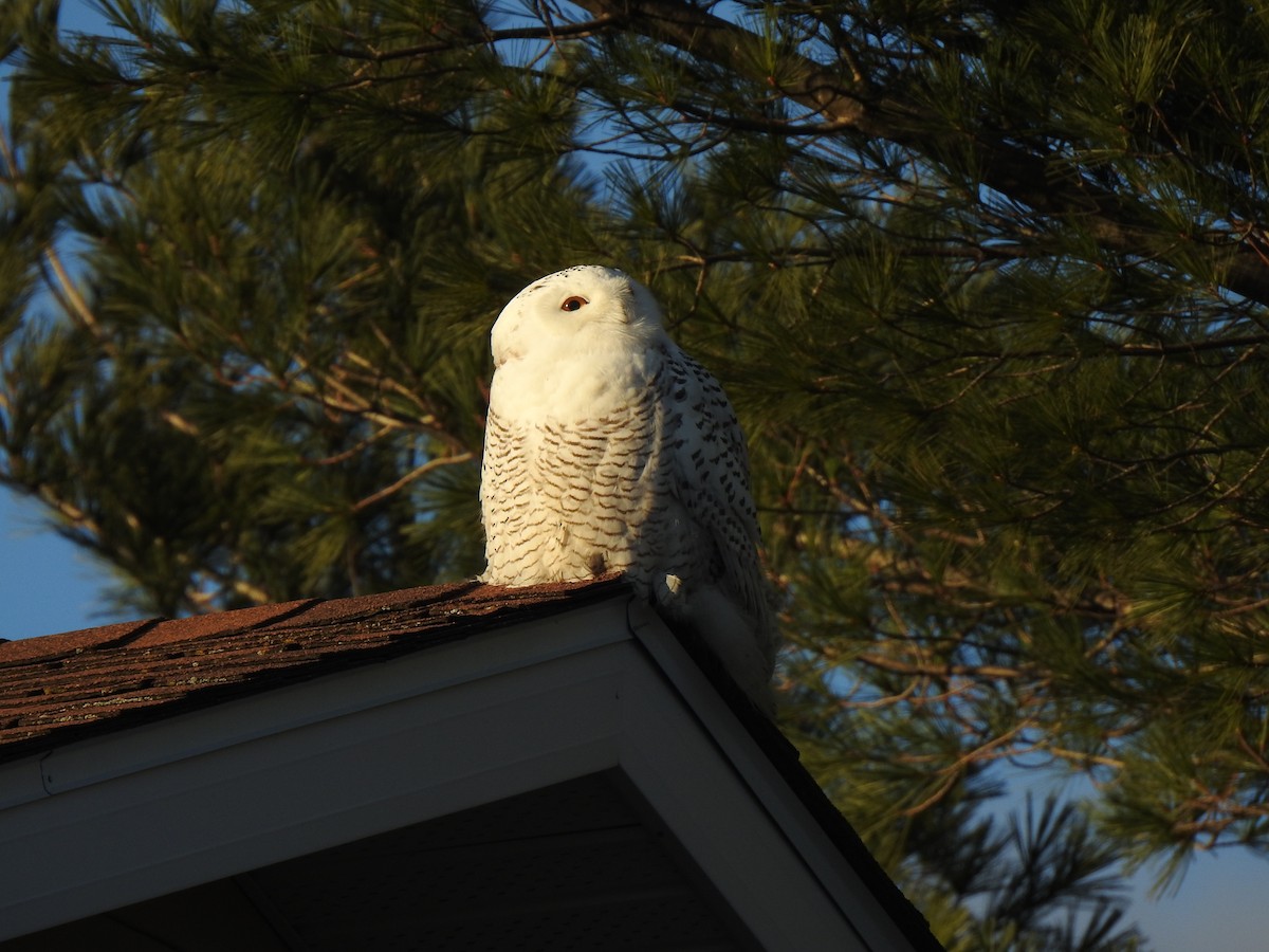 Snowy Owl - ML389261301