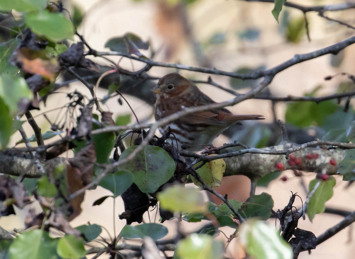 Fox Sparrow (Red) - ML389263581