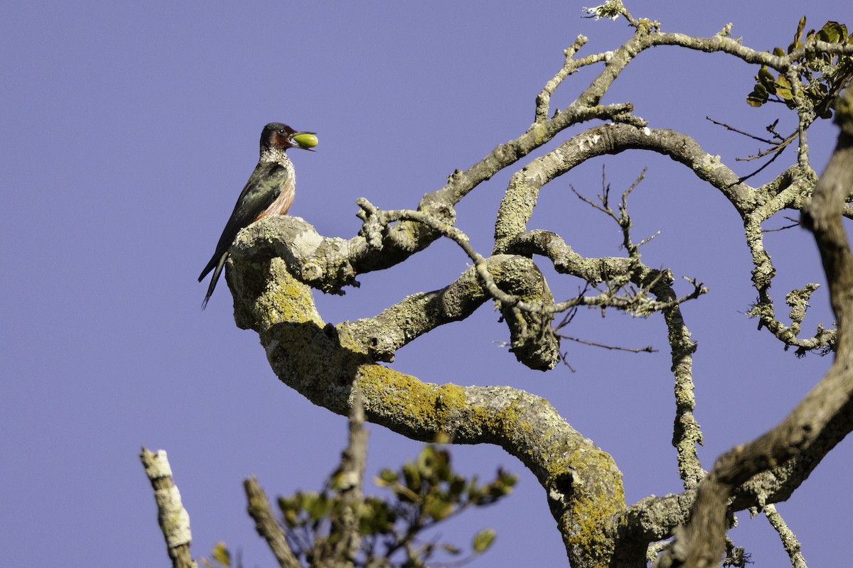 Lewis's Woodpecker - John Sorensen