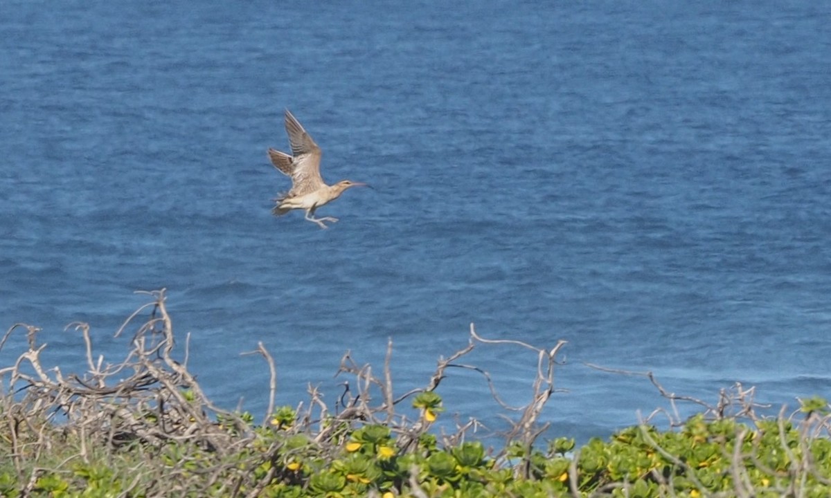 Bristle-thighed Curlew - ML38926551