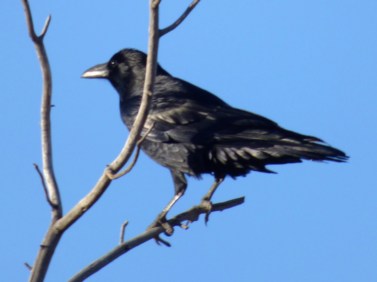 Common Raven - ML38926811