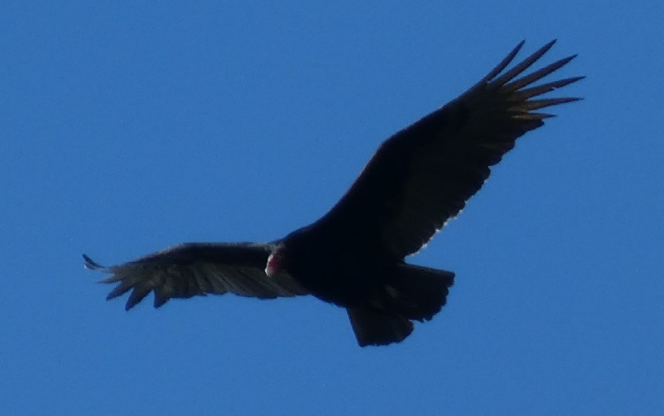 Turkey Vulture - ML389269711