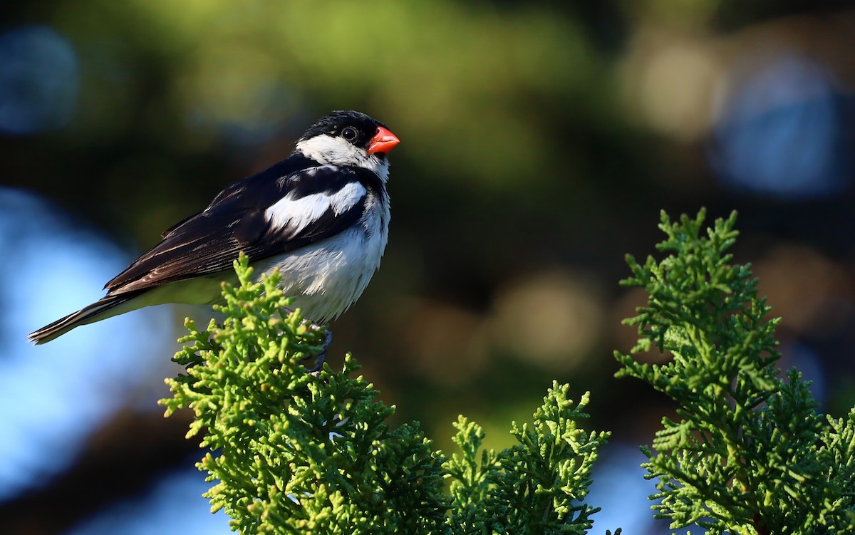 Pin-tailed Whydah - ML389269971