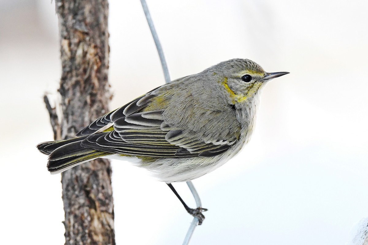 Cape May Warbler - Chris Rees