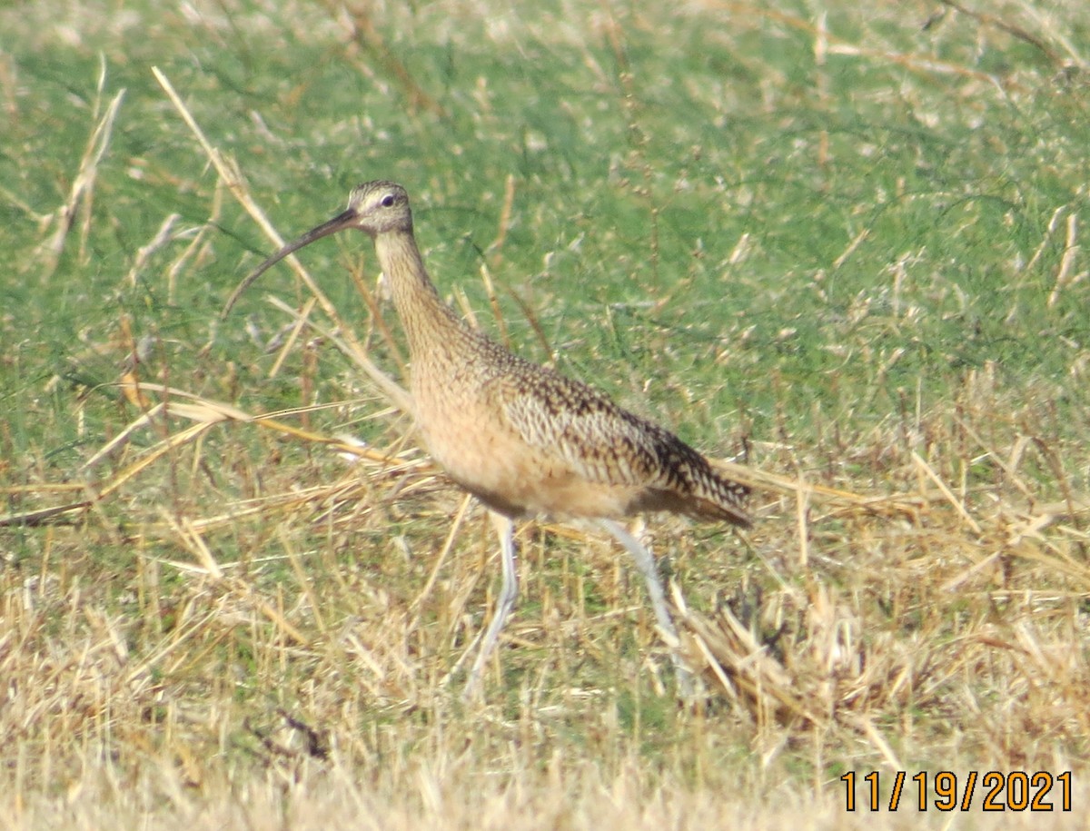 Long-billed Curlew - ML389281031