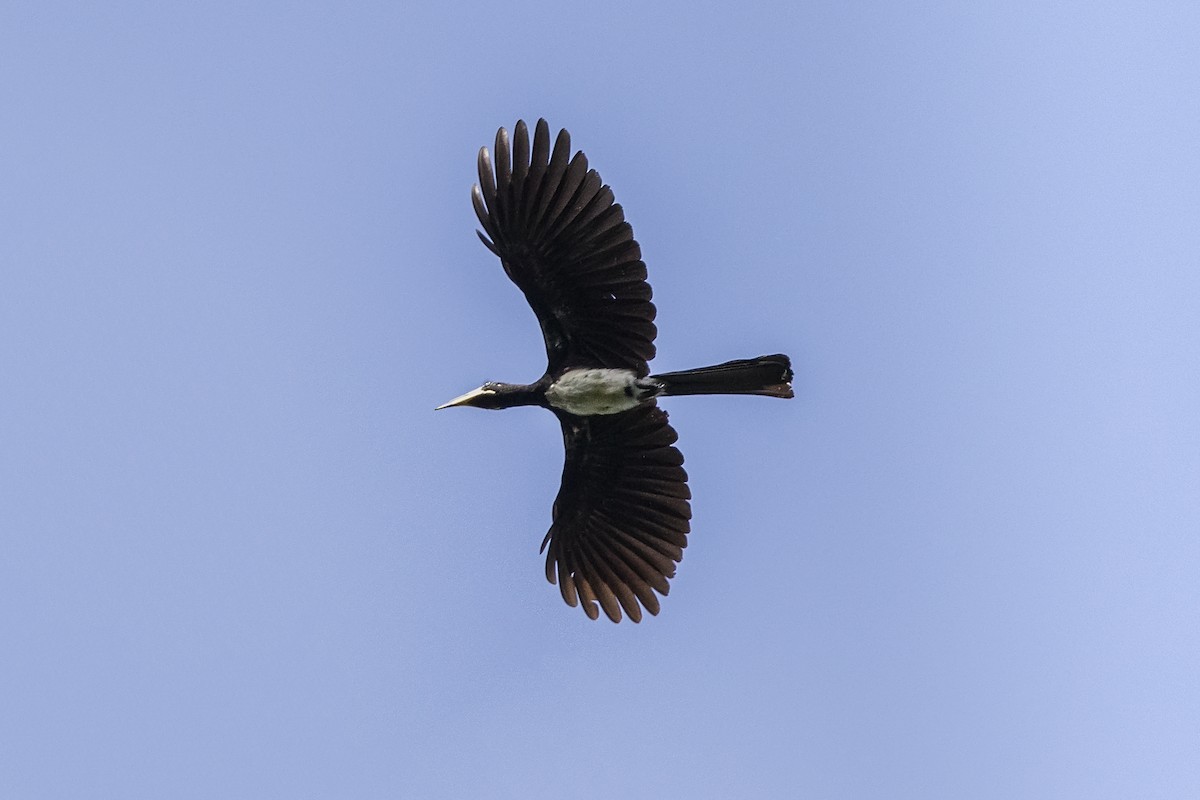 West African Pied Hornbill - ML389281841