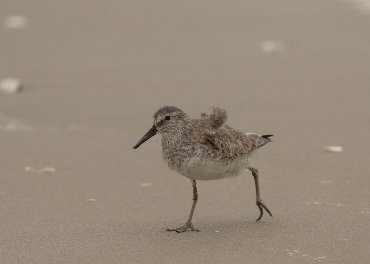 Red Knot - ML389287711