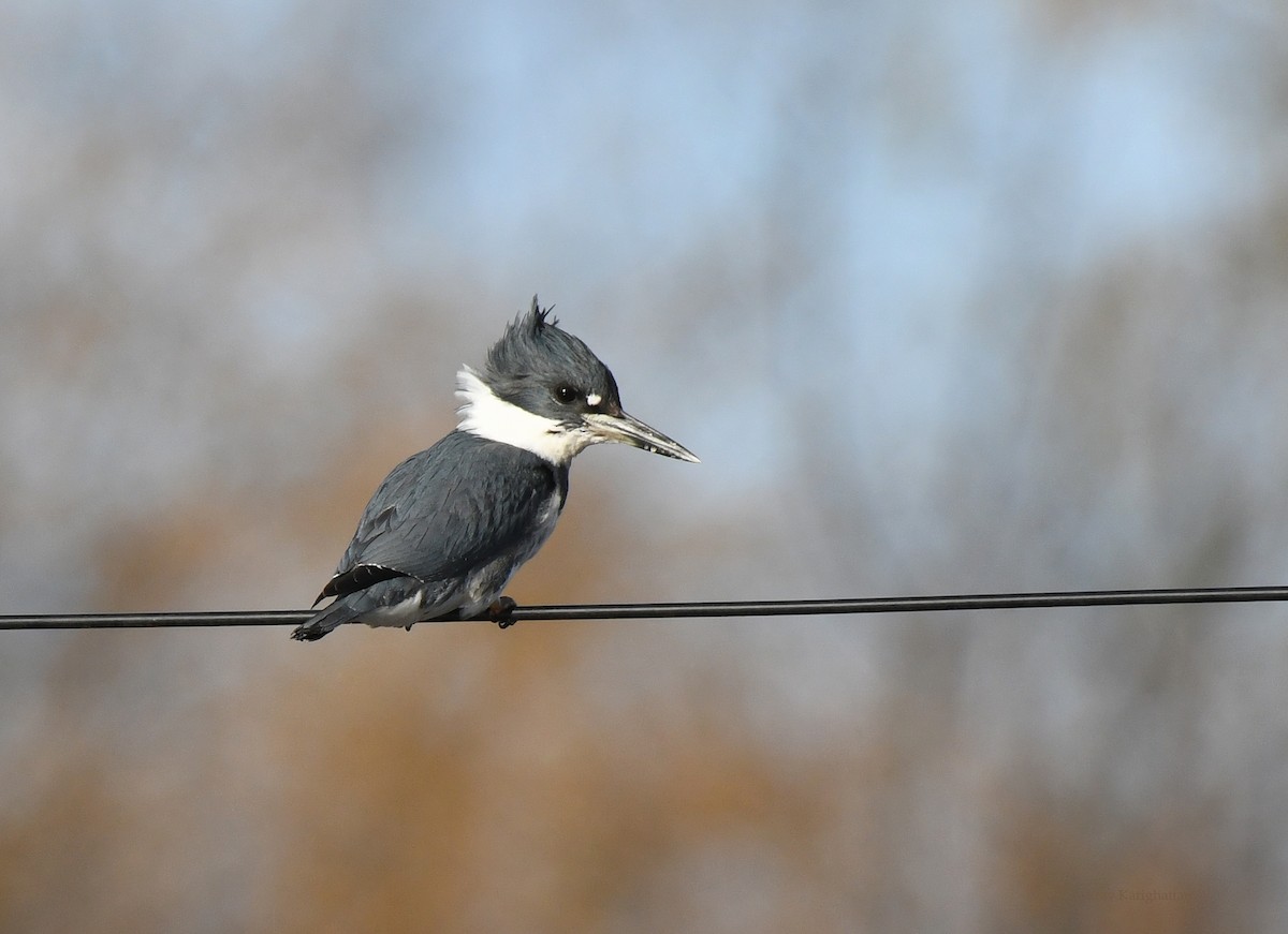Belted Kingfisher - ML389296721