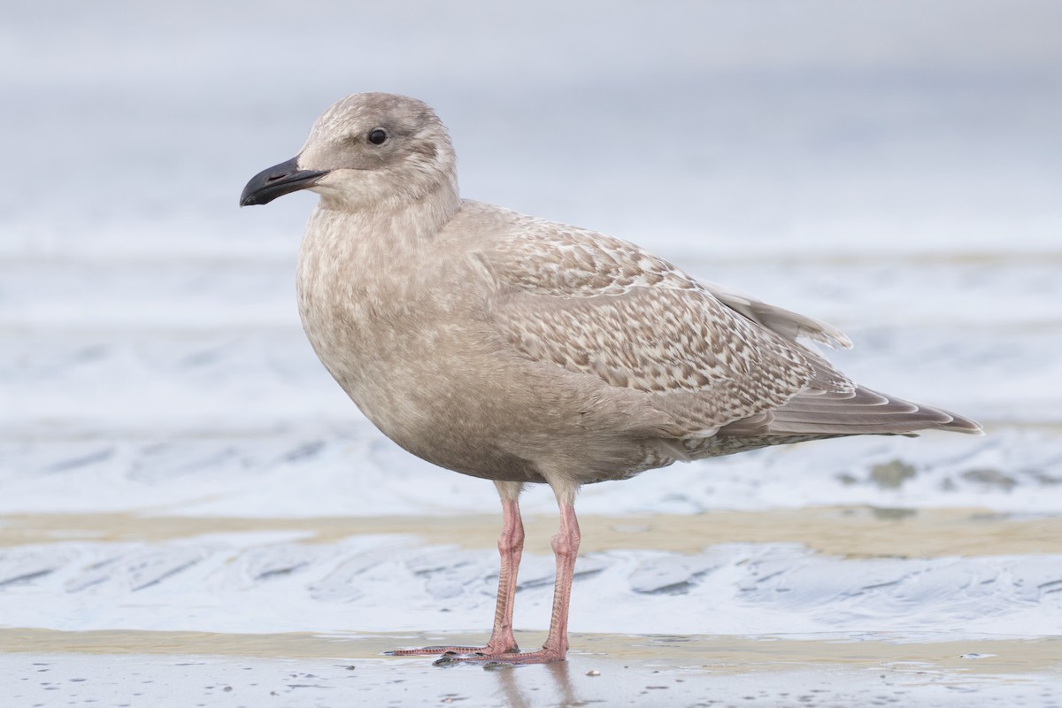 Glaucous-winged Gull - Will Sweet