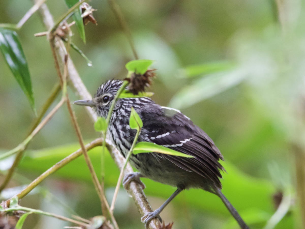 Dusky-tailed Antbird - ML389300291