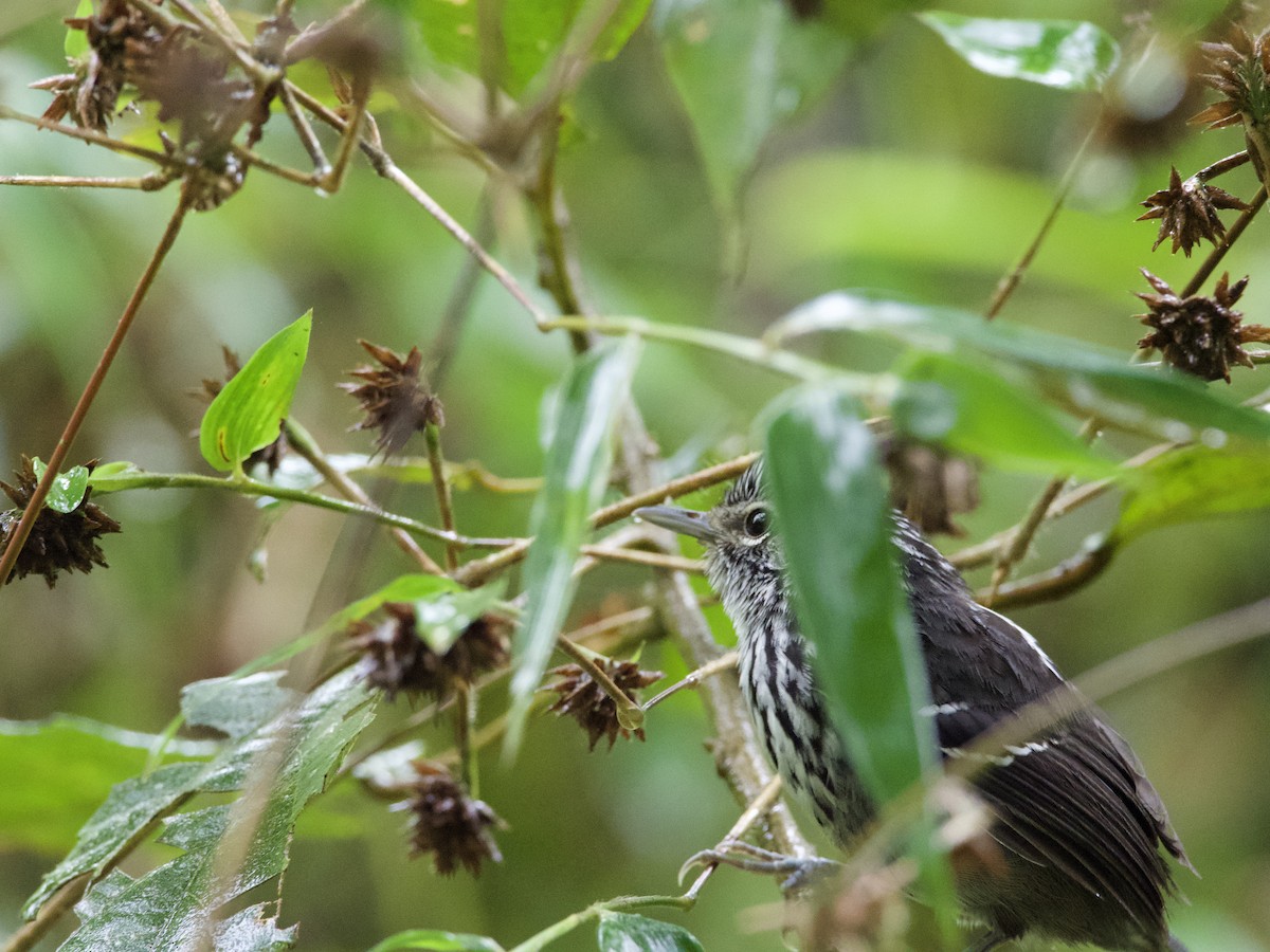 Dusky-tailed Antbird - ML389300301