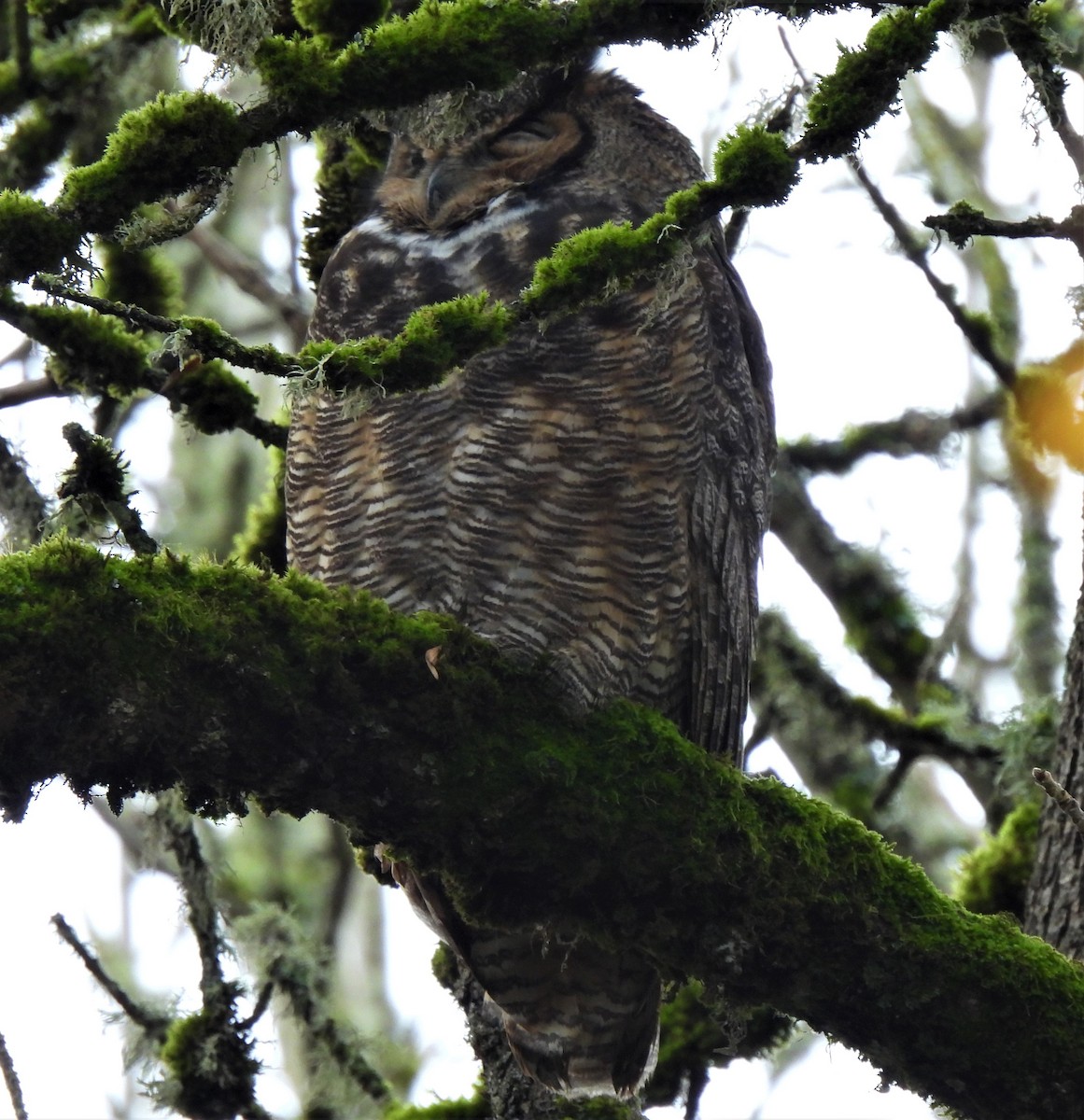 Great Horned Owl - ML389300981