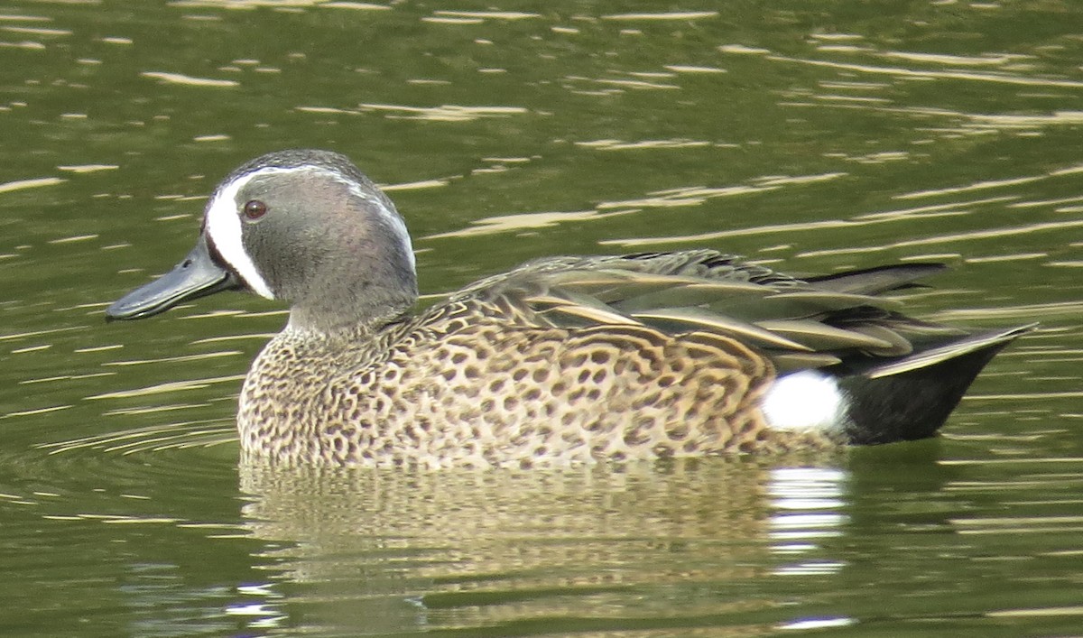 Blue-winged Teal - Thomas Wurster