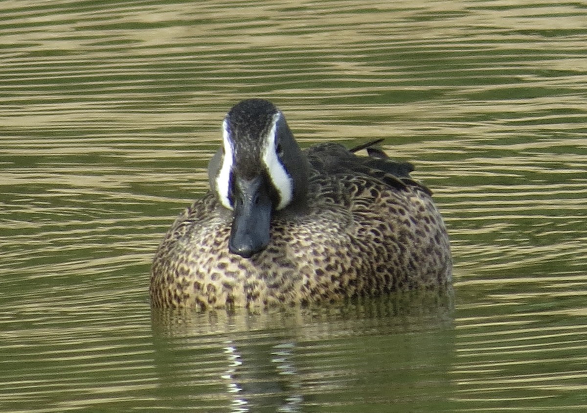 Blue-winged Teal - ML389303321