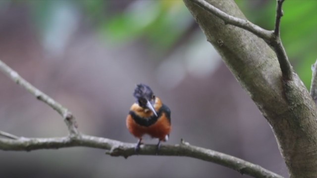 American Pygmy Kingfisher - ML389303631