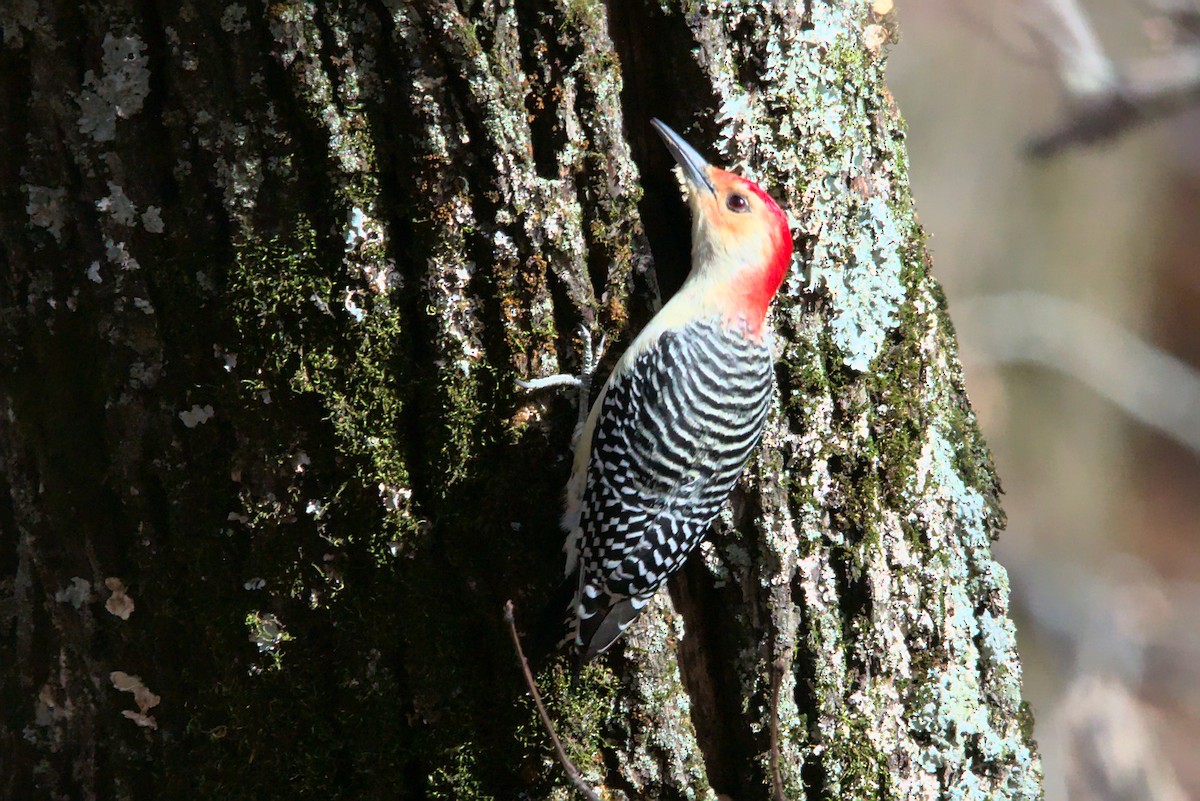 Red-bellied Woodpecker - Doug Norwood