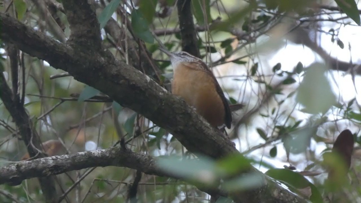 eBird Checklist 24 Sep 2021 Florida, Hillsborough, Tampa, Lettuce