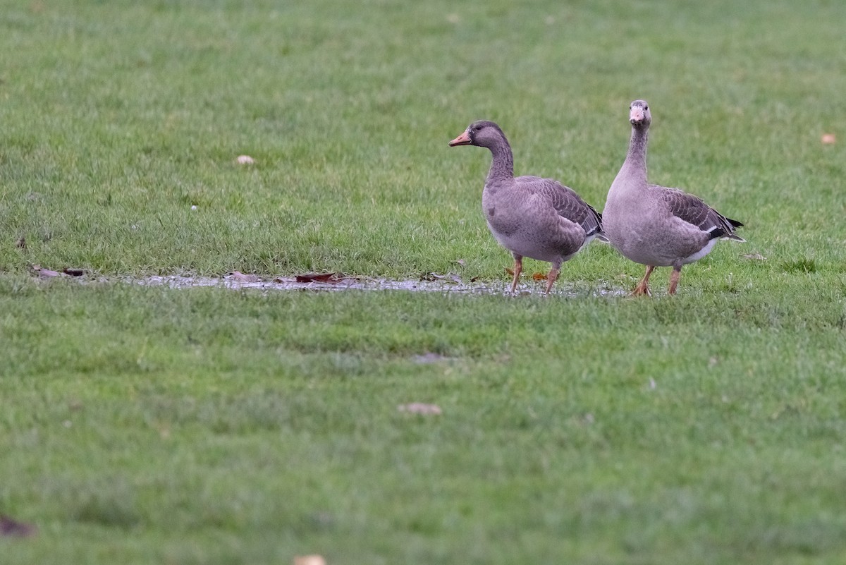 Greater White-fronted Goose - ML389318901