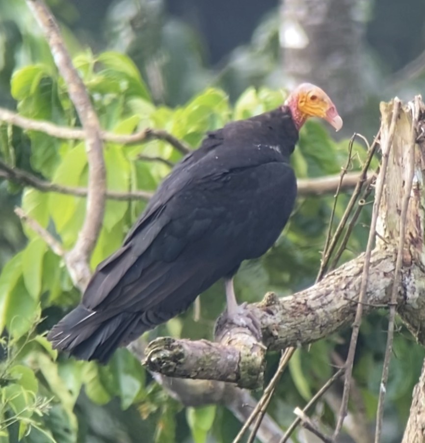Greater Yellow-headed Vulture - ML389320801