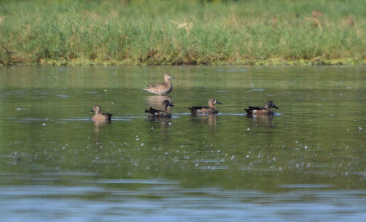 Blue-winged Teal - ML38932111