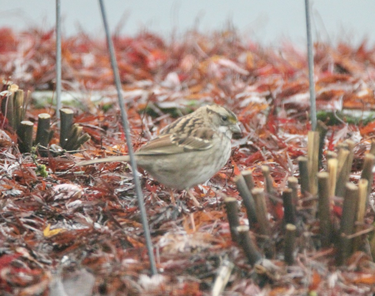 White-throated Sparrow - ML389321171