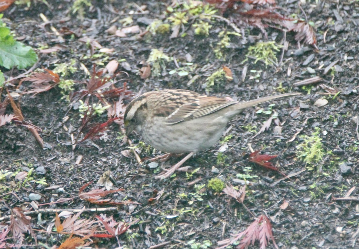 White-throated Sparrow - ML389321211