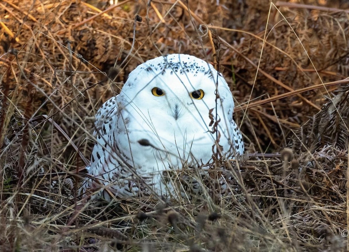 Snowy Owl - ML389325151