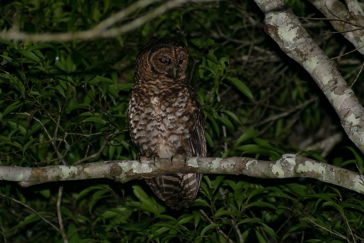 Rusty-barred Owl - ML389329211