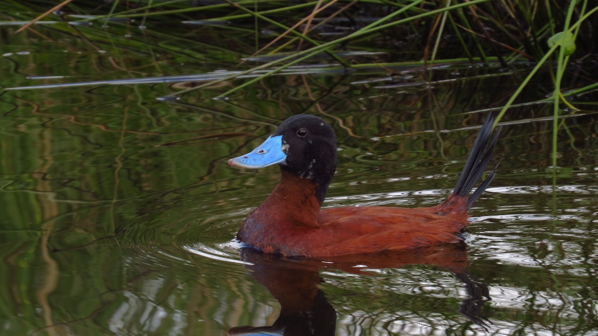 Andean Duck - Jorge Muñoz García   CAQUETA BIRDING
