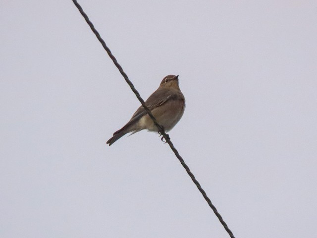 Mountain Bluebird