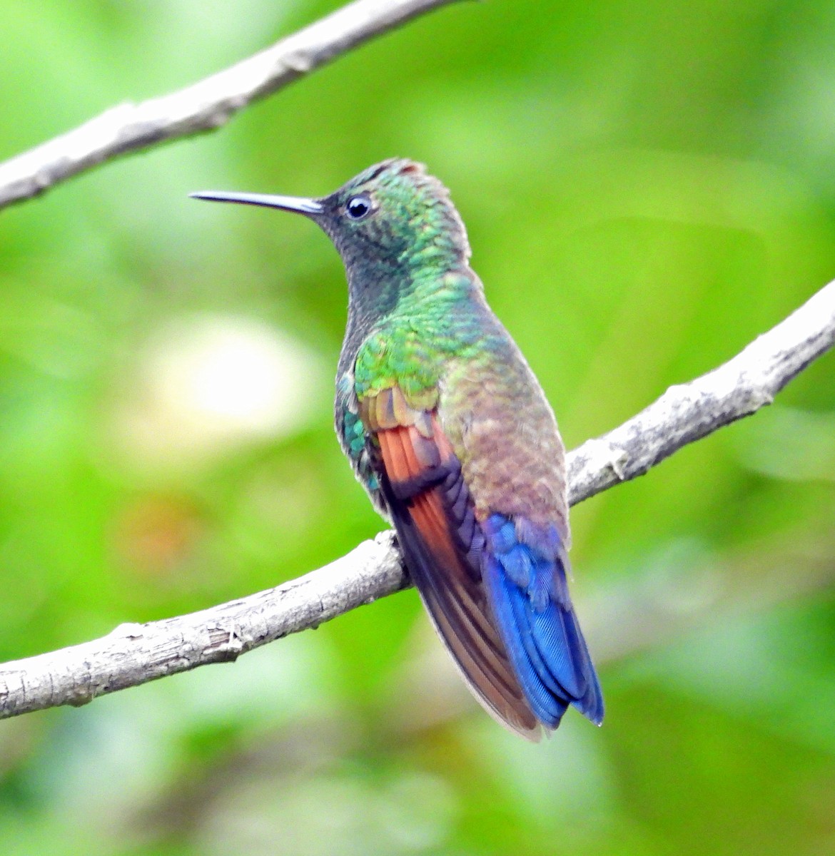 Blue-tailed Hummingbird - ML389344081