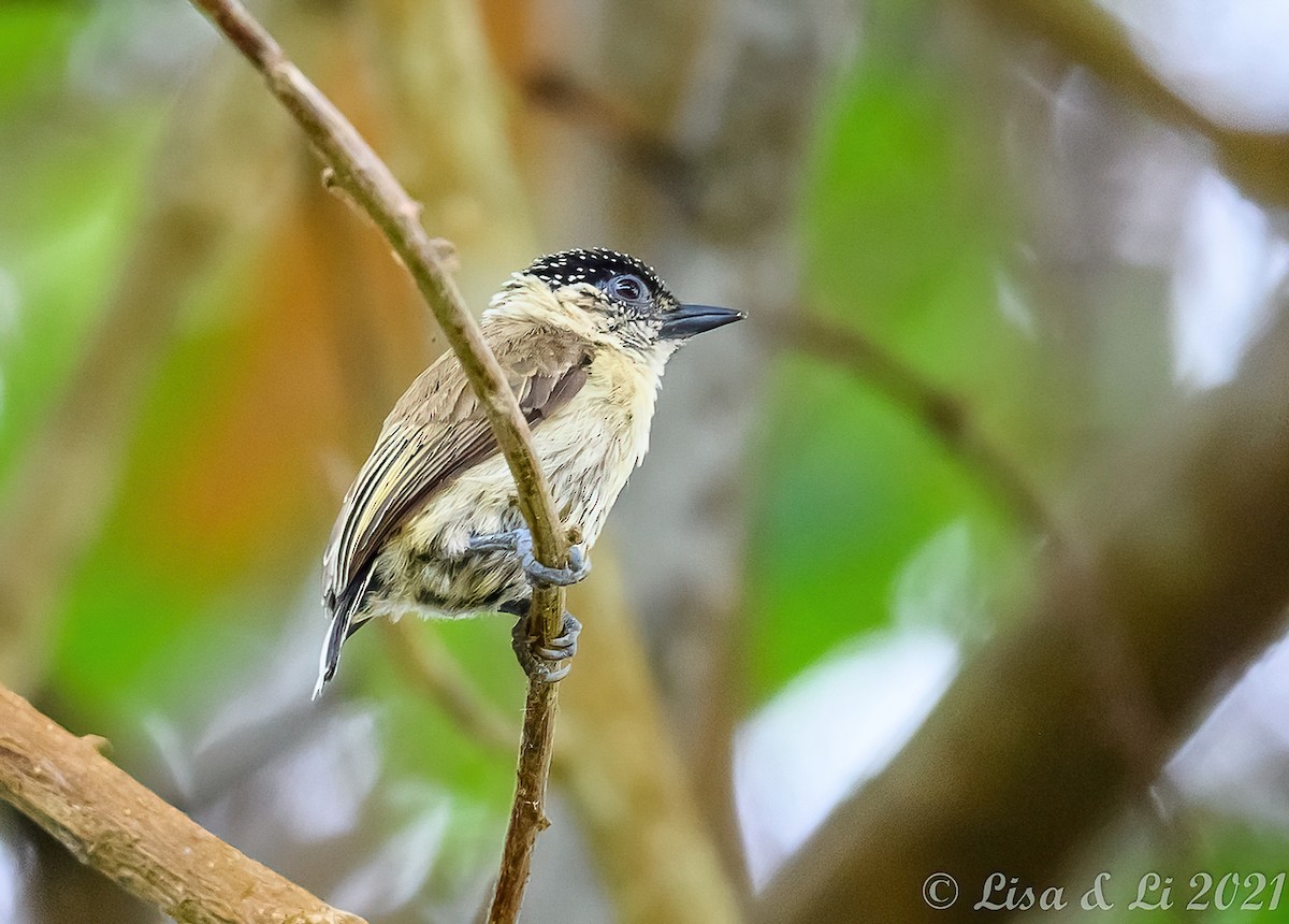 Olivaceous Piculet - ML389344531