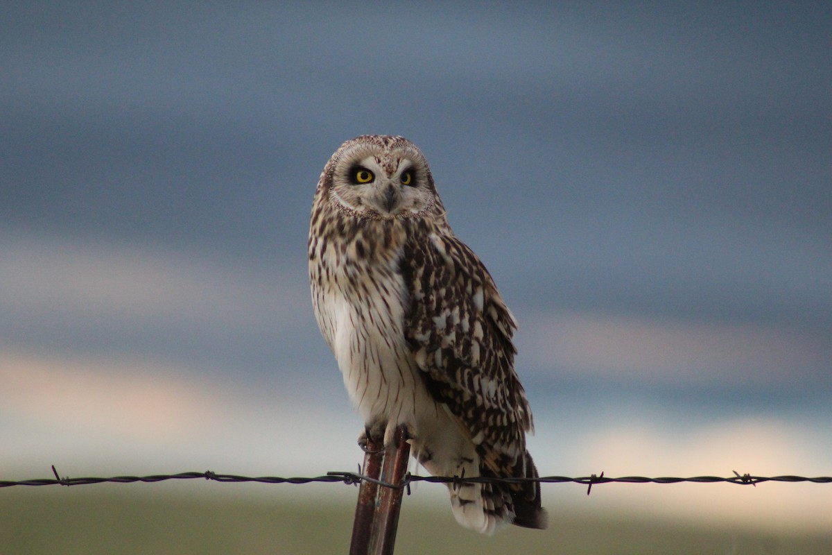 Short-eared Owl - Braydon Luikart