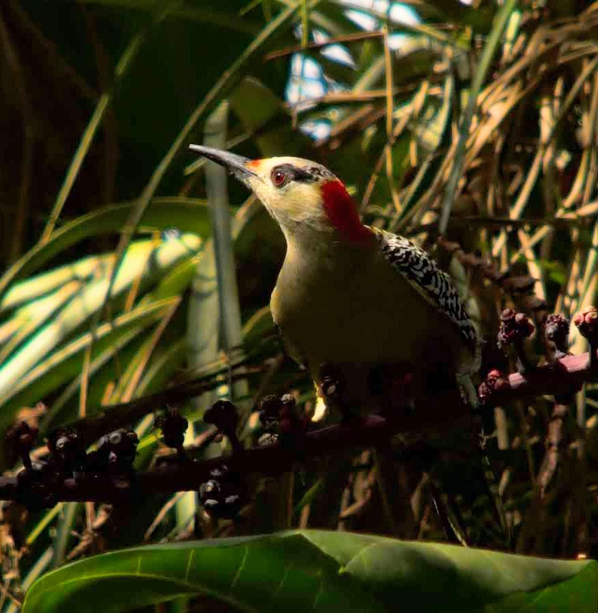 West Indian Woodpecker - ML389352441