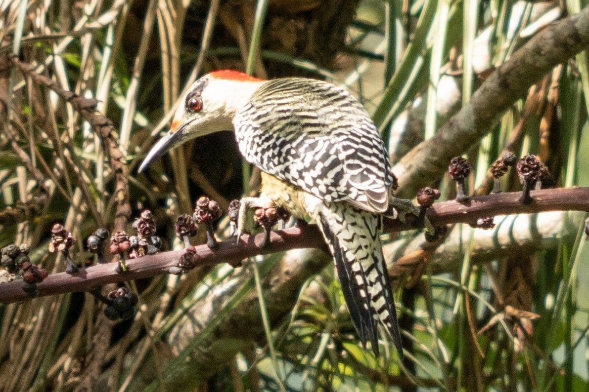 West Indian Woodpecker - ML389352451