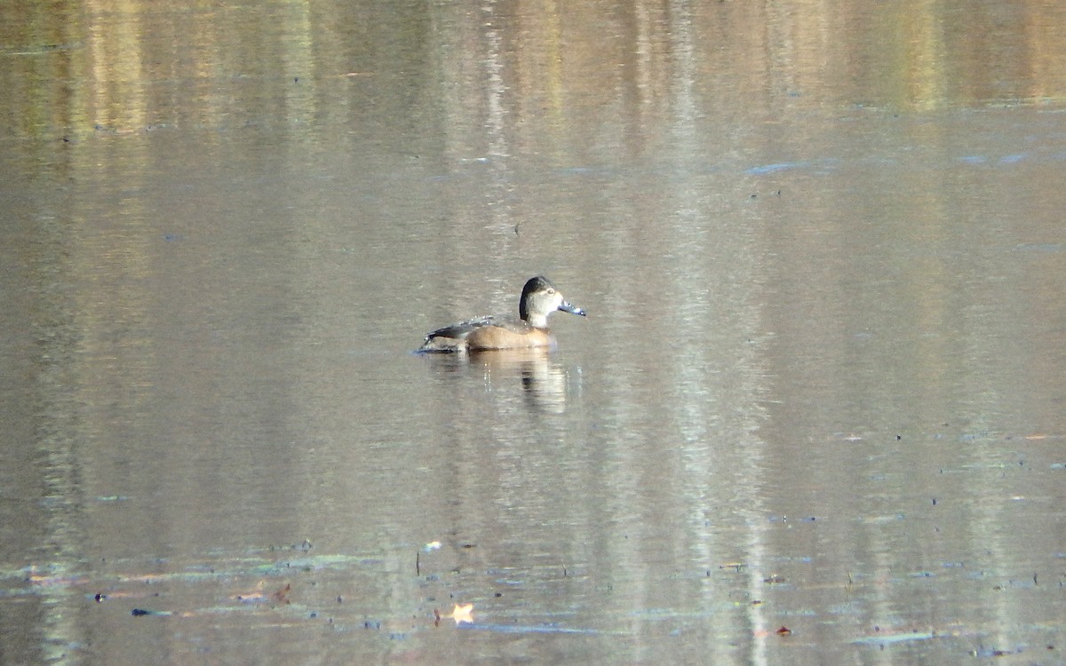Ring-necked Duck - ML389352731