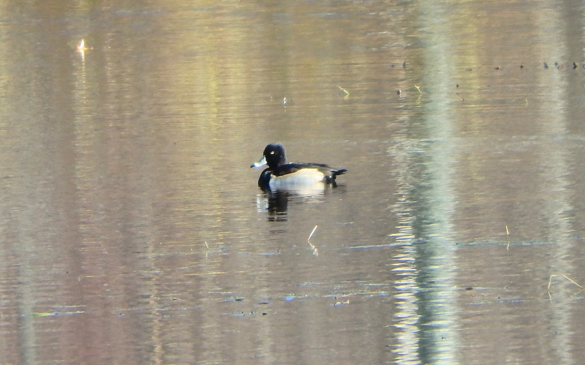 Ring-necked Duck - ML389352741