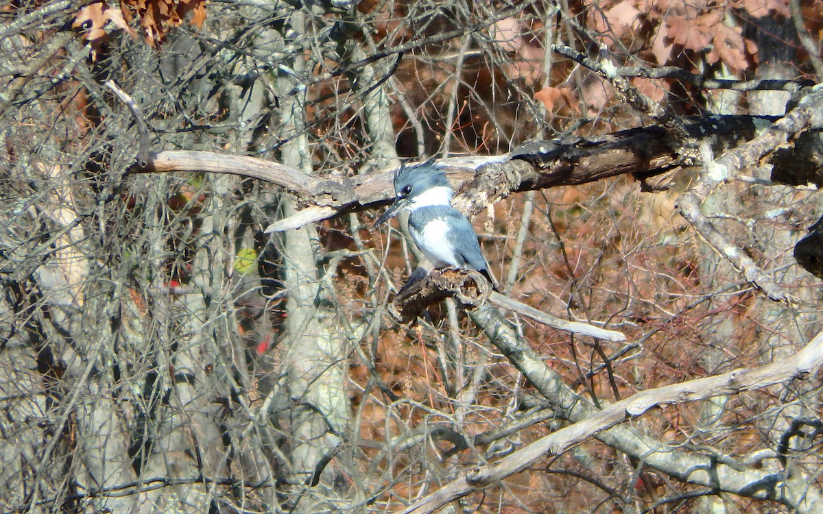 Belted Kingfisher - ML389352821