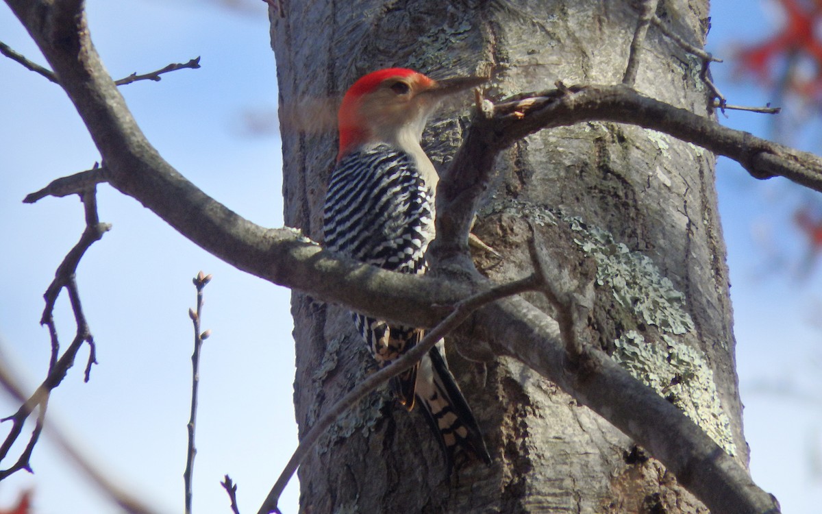 Red-bellied Woodpecker - Jim O'Neill