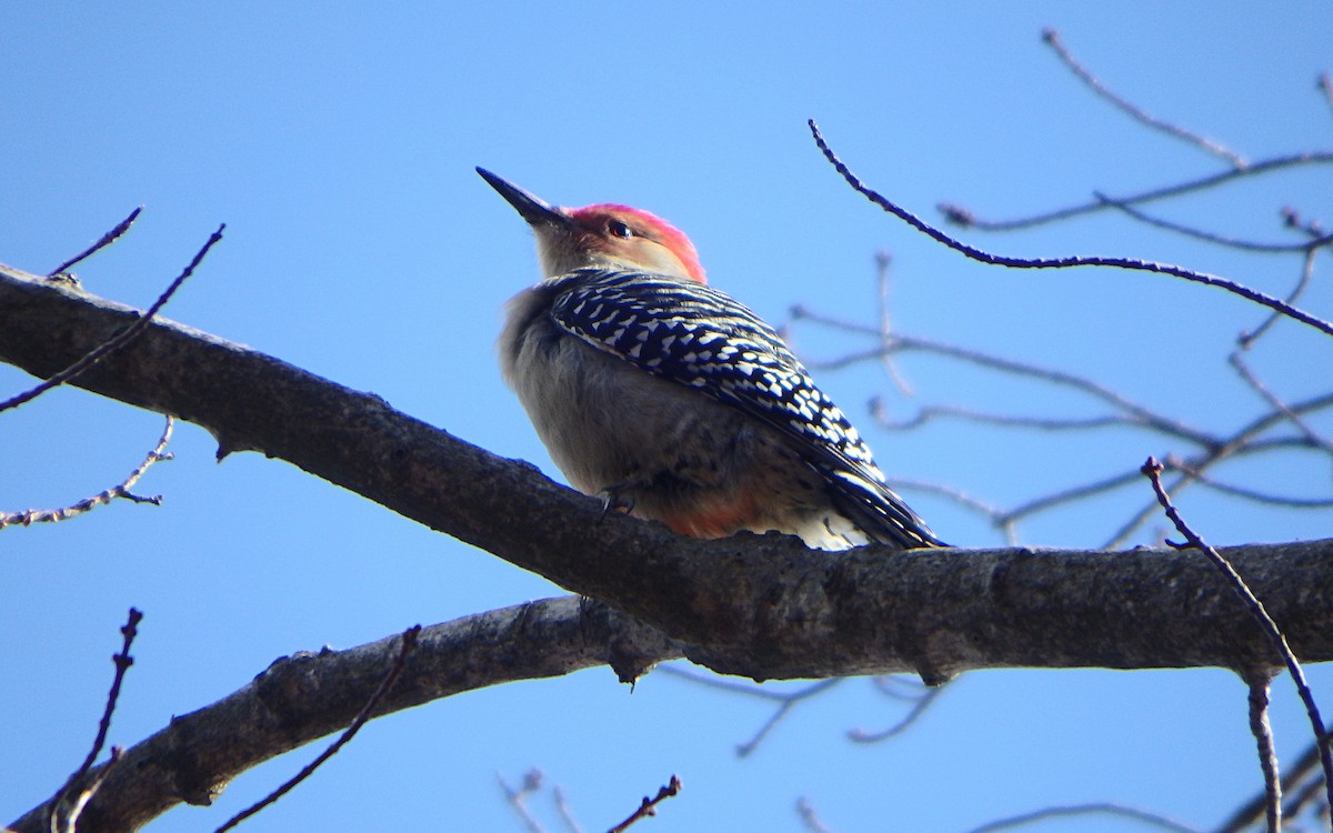 Red-bellied Woodpecker - Jim O'Neill