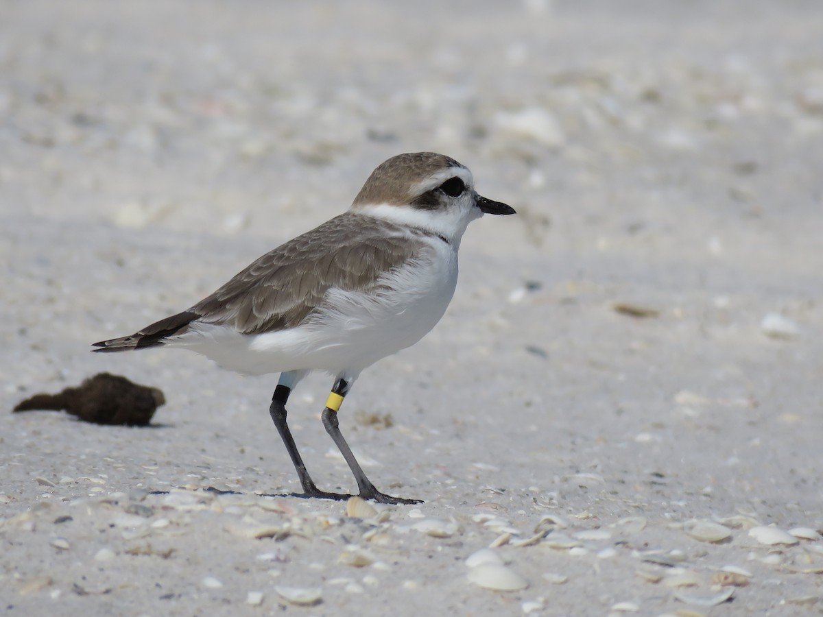 Snowy Plover - Kevin Christman