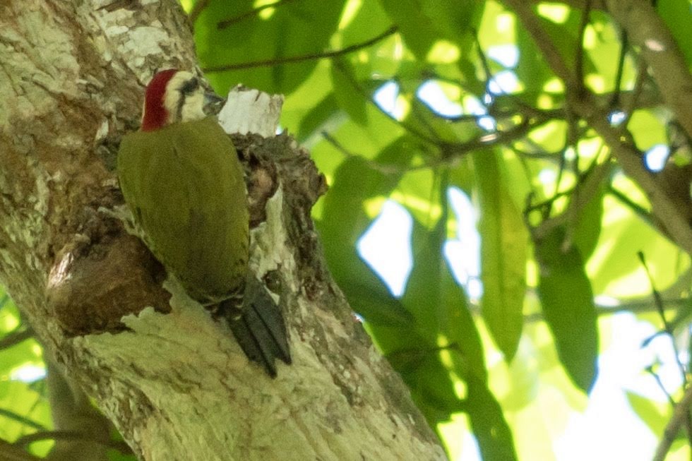 Cuban Green Woodpecker - ML389353951