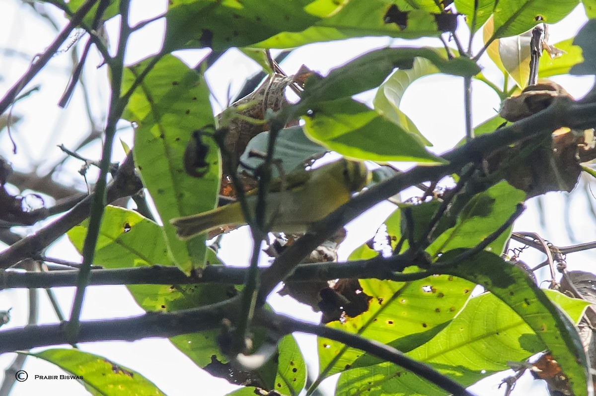 Yellow-vented Warbler - Prabir Biswas