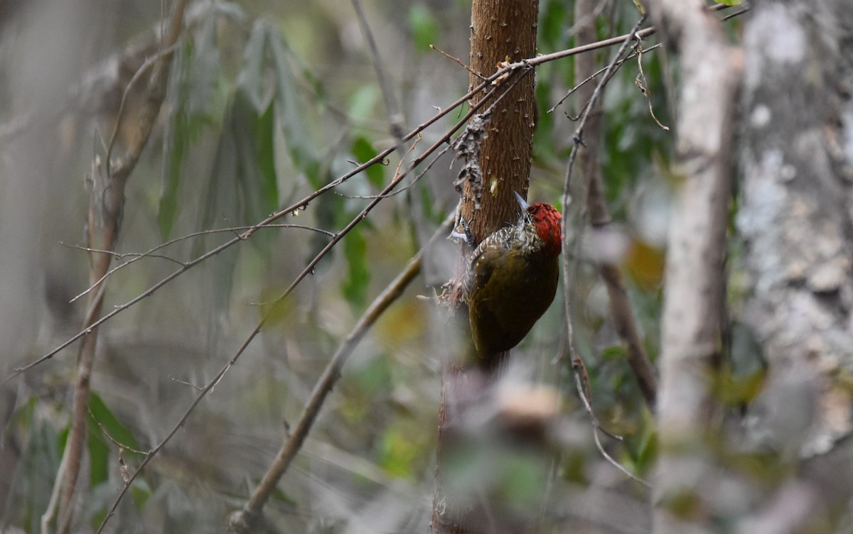 Dot-fronted Woodpecker - ML389360941