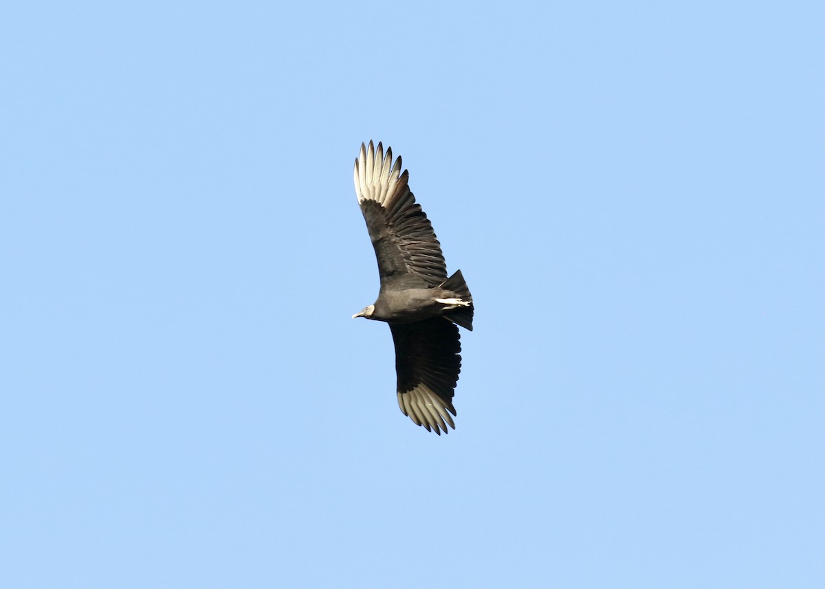 Black Vulture - ML389367111