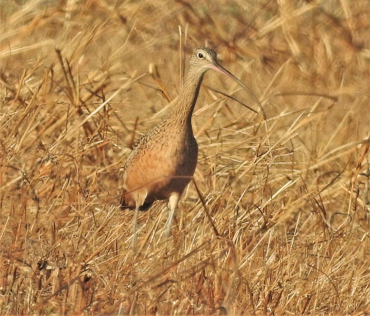 Long-billed Curlew - ML389368681